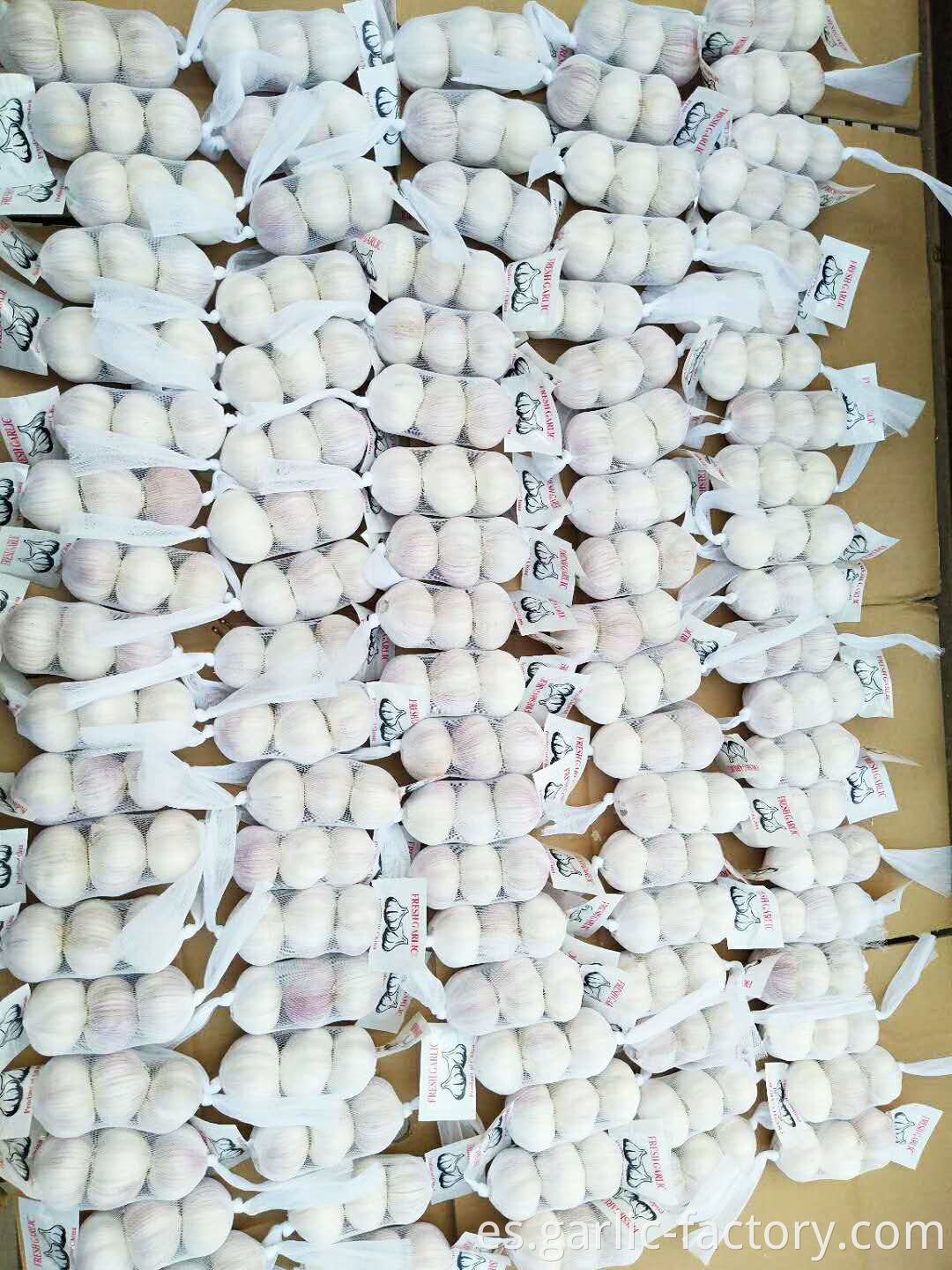 New crop fresh natural normal white garlic